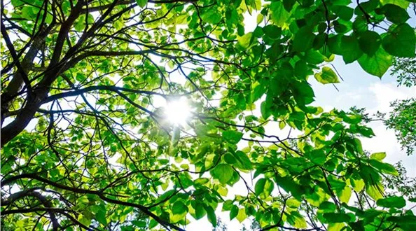 Catalpa-Bignonioides-5.jpg