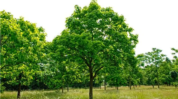 Catalpa-Bignonioides-10.jpg