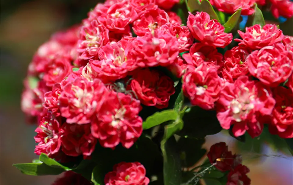 05_24_CratLaev Pauls Scarlet_isttop.jpg