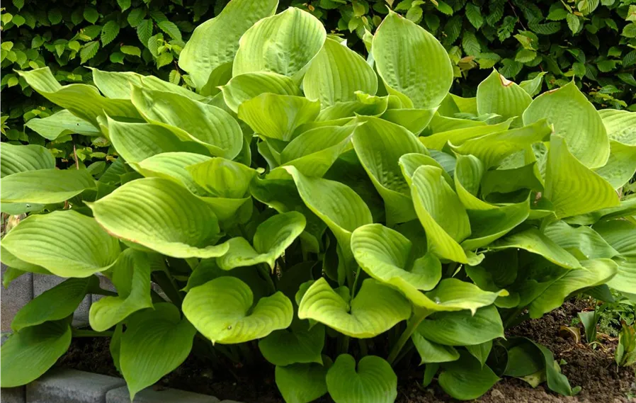 HosHybSaS_P_Hosta_Hybride_Sum_and_Substance_Funkie_Sum_and_Substance_Lorberg.jpg