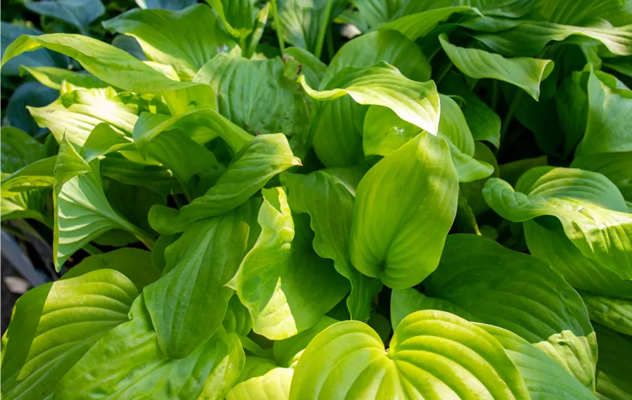 Hosta 'sum and substance'.jpg