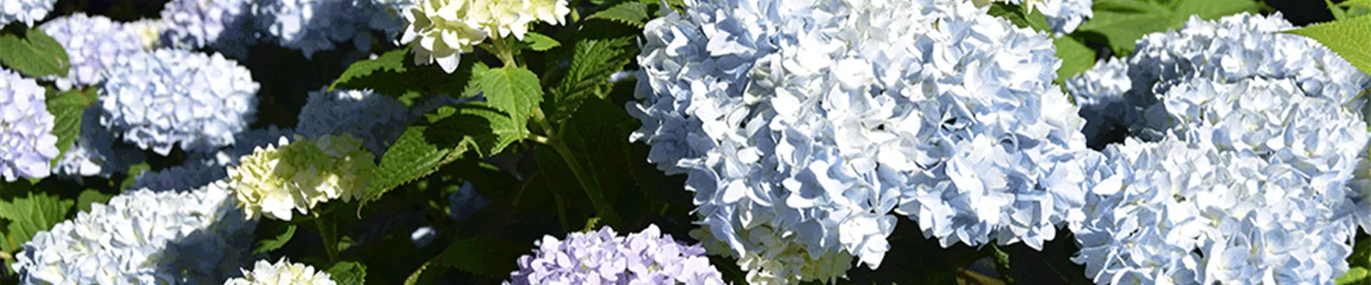 Hydrangea-Endless-Summer-blau.png