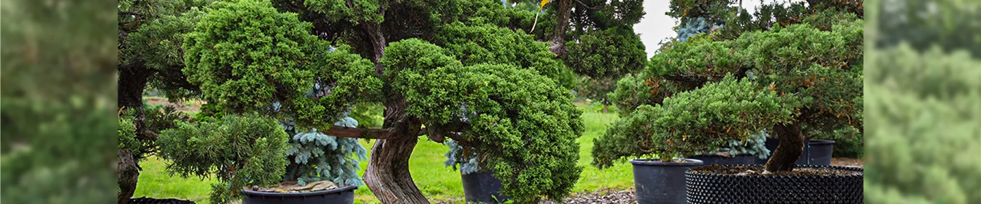 header-Bonsai.jpg