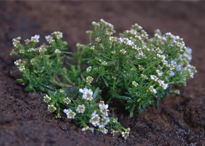 Ribbon flower - planting in the garden