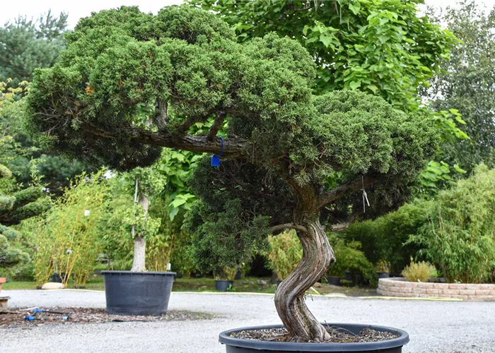 Niwaki art and masterful garden tree design - Lorberg.com