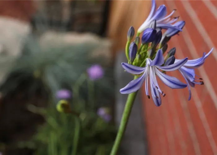 African ornamental lily - planting in the garden
