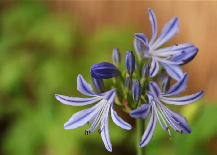 African ornamental lily - planting in a container