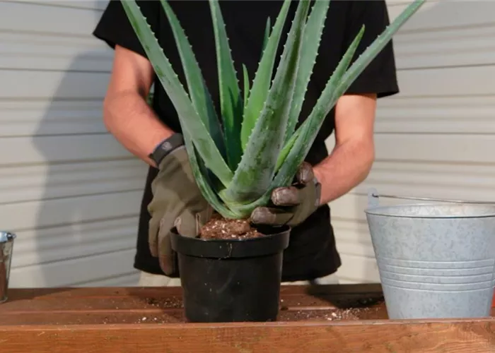 Aloe Vera - Repotting