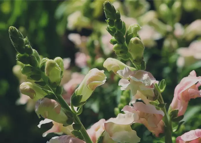Snapdragon - Planting in the garden