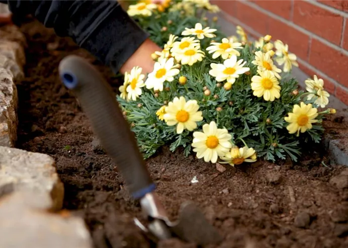Daisies - Planting in the garden