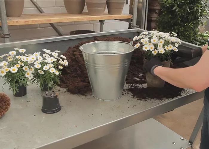 Daisies - planting in a container