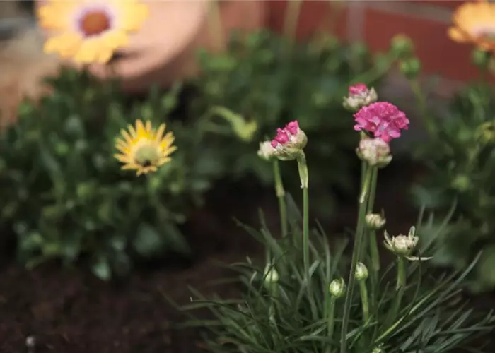 Beach carnation - planting in the garden