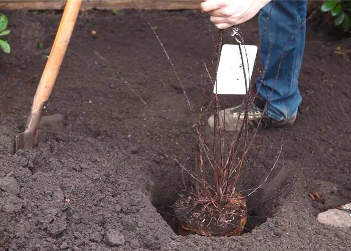Shrub liana - planting in the garden