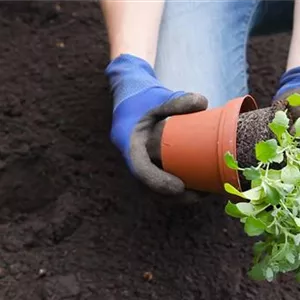 Blaukissen - Einpflanzen im Garten