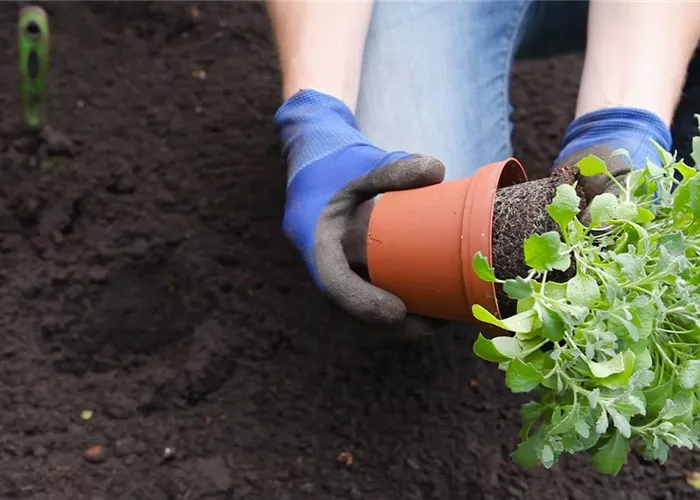 Blue cushions - planting in the garden