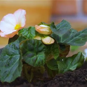 Knollenbegonie - Einpflanzen im Garten