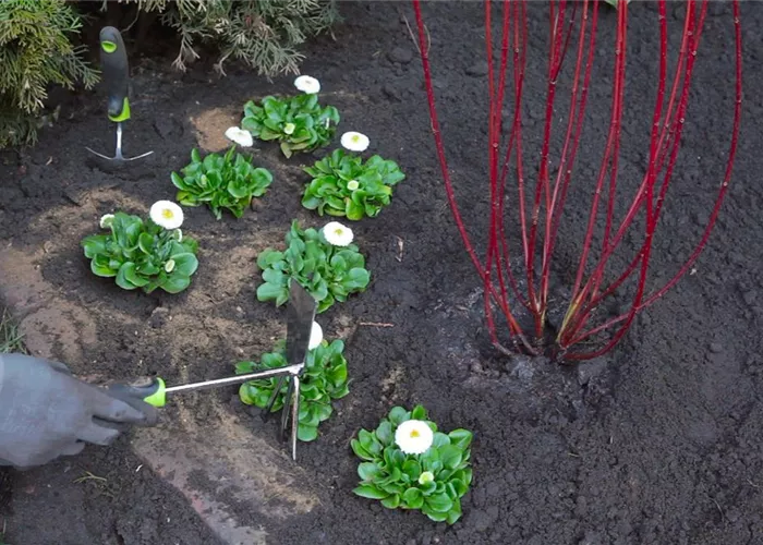 Daisies - Planting in the garden