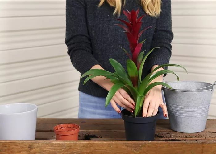 Bromeliad - planting in a container
