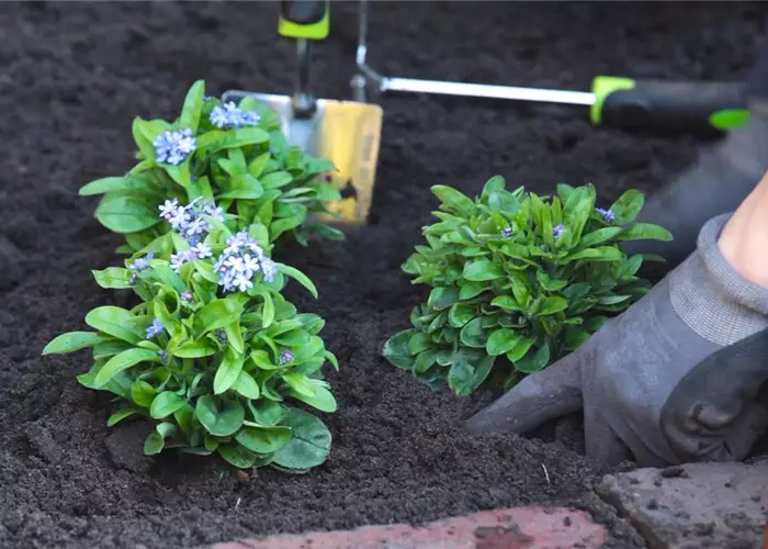 Forget-me-nots - planting in the garden
