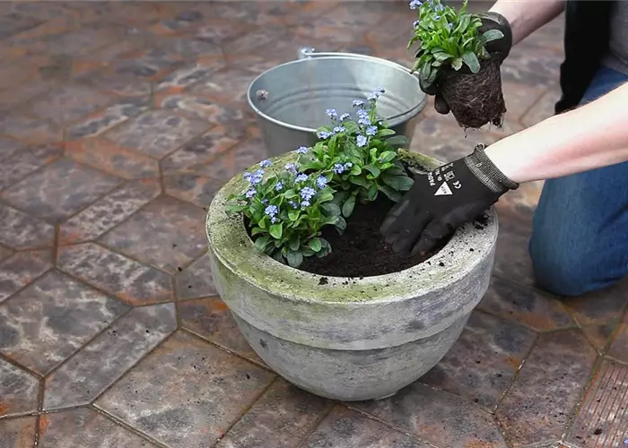 Forget-me-not - planting in a container