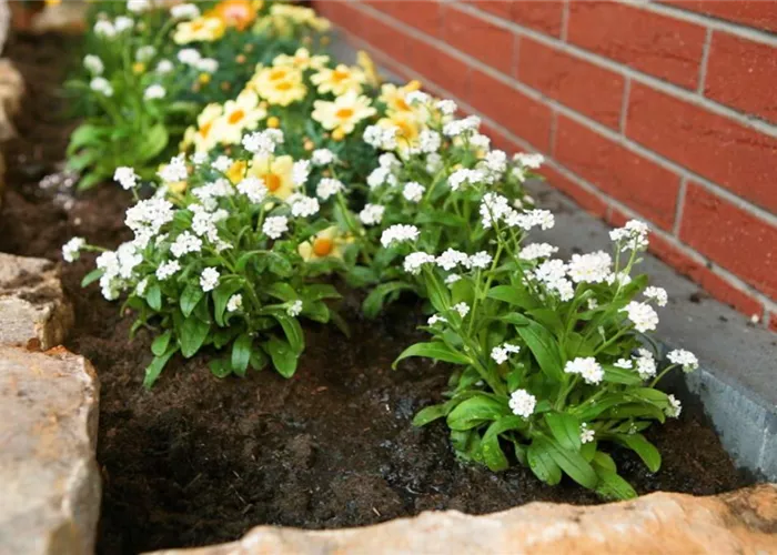 White forget-me-not - planting in the garden