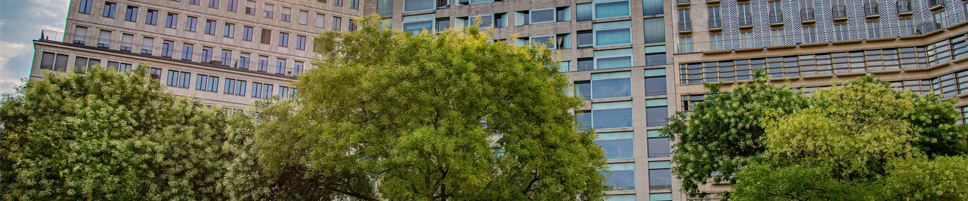 Sophora_Japnonica_Title.jpg Sophora_Japnonica_Title.jpg