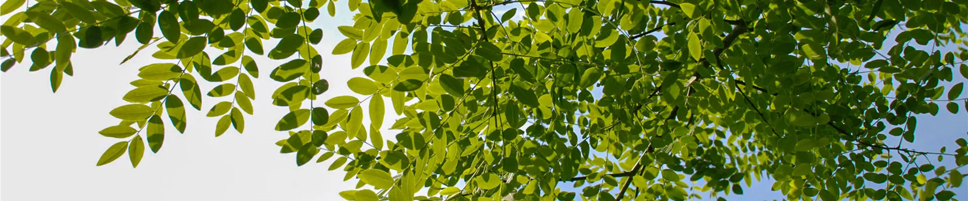 Sophora_Japnonica (5).jpg