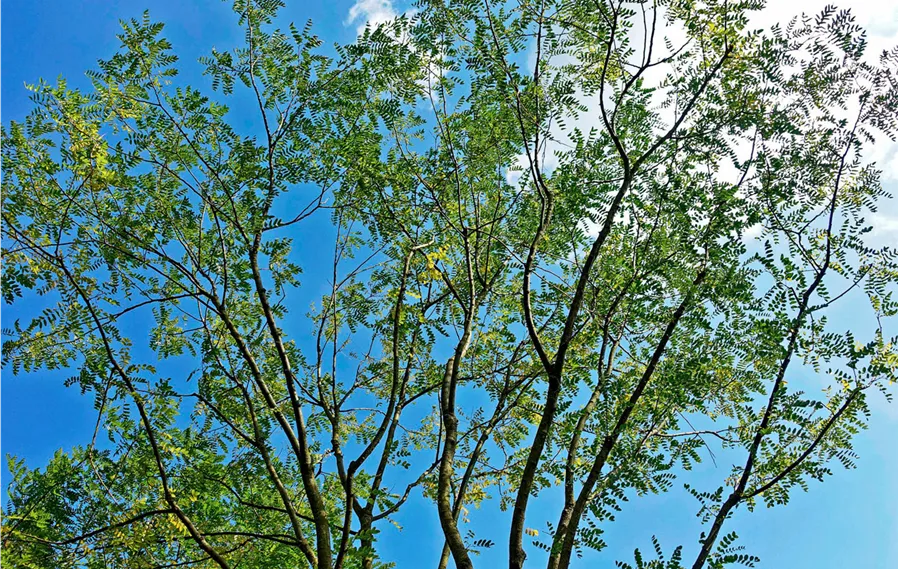 Sophora_Japnonica (2).jpg
