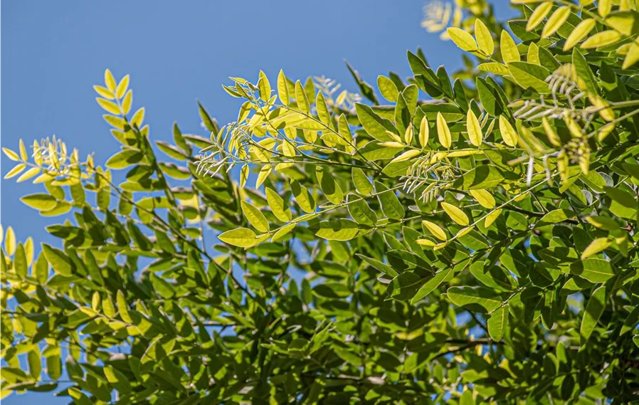 Sophora_Japnonica (1).jpg