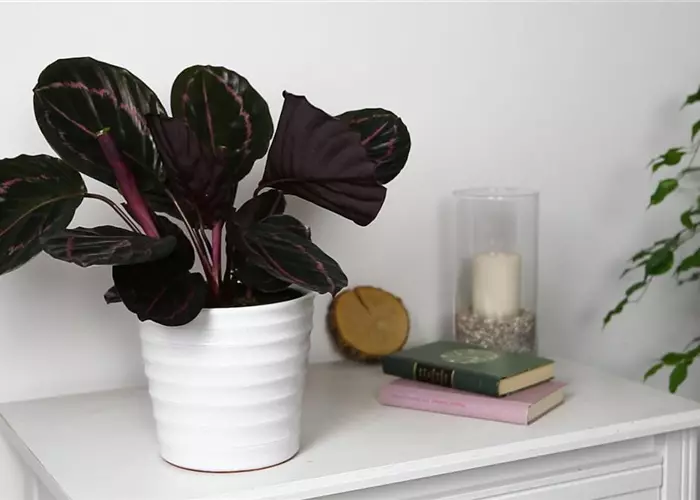 Basket marantas - planting in a container