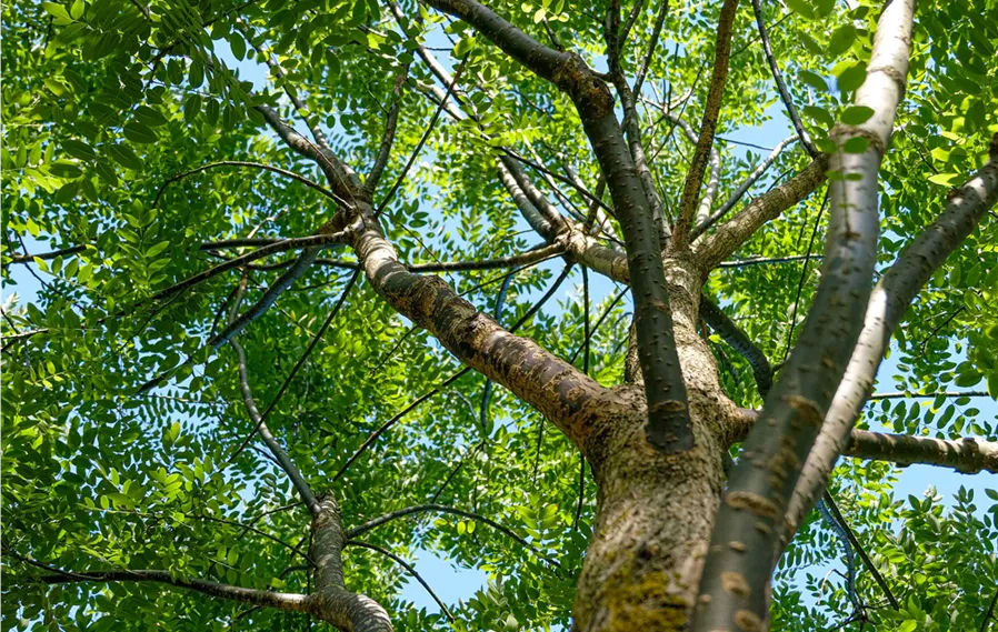 Sophora_Japnonica (7).jpg