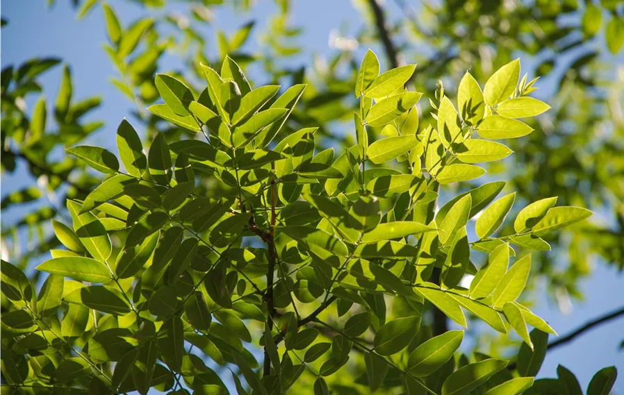 Sophora_Japnonica (8).jpg