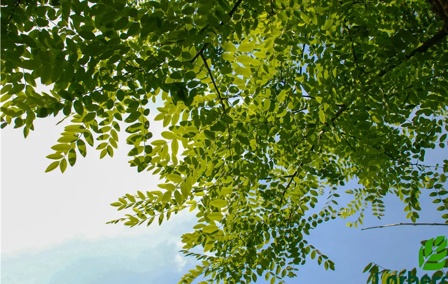 Sophora_Japnonica (5).jpg