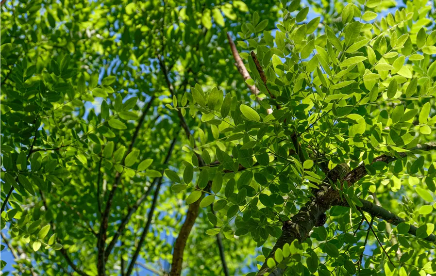 Sophora_Japnonica (6).jpg