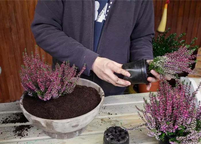 Bud heather - planting in a container