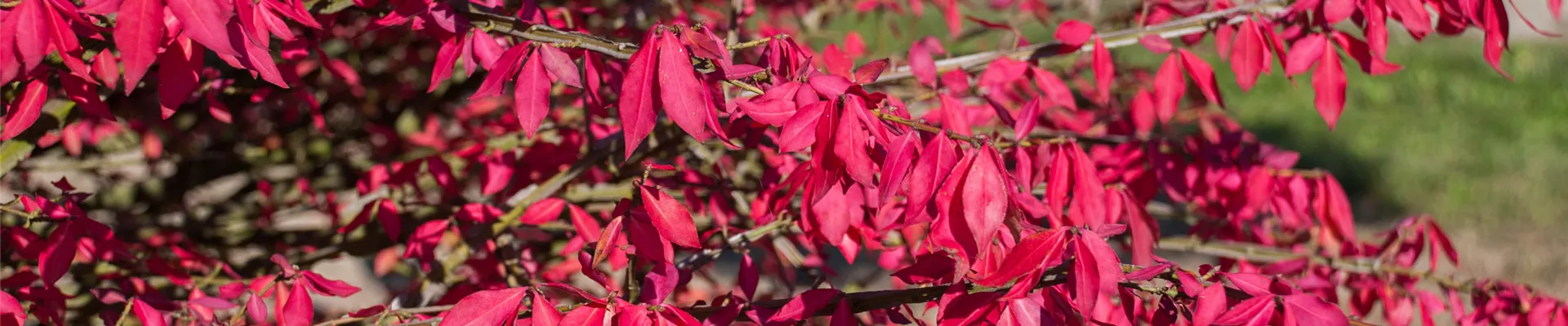 Euonymus-alatus-Schirm-Detail-(2).jpg