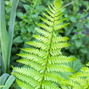 Dryopteris affinis 'Pinderi'