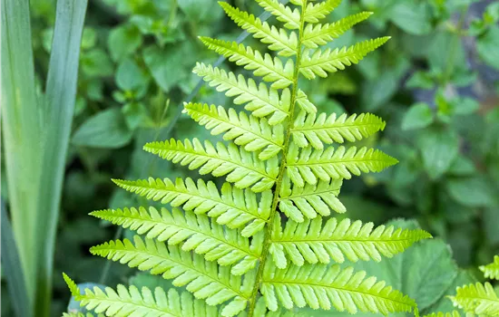Dryopteris affinis 'Pinderi' Dryopteris affinis 'Pinderi'