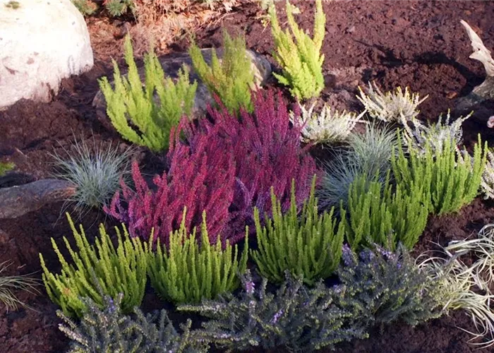 Creating a heather bed