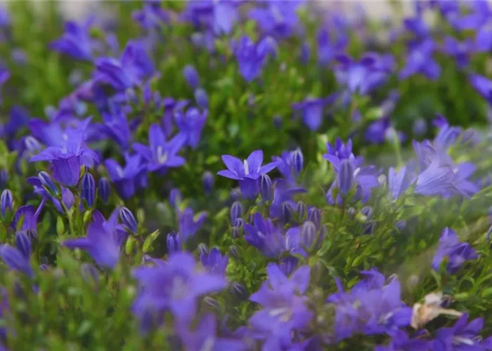 Bellflower - Planting in the garden
