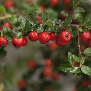 Cotoneaster praecox Cotoneaster praecox