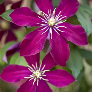 Clematis 'Niobe' Clematis 'Niobe'