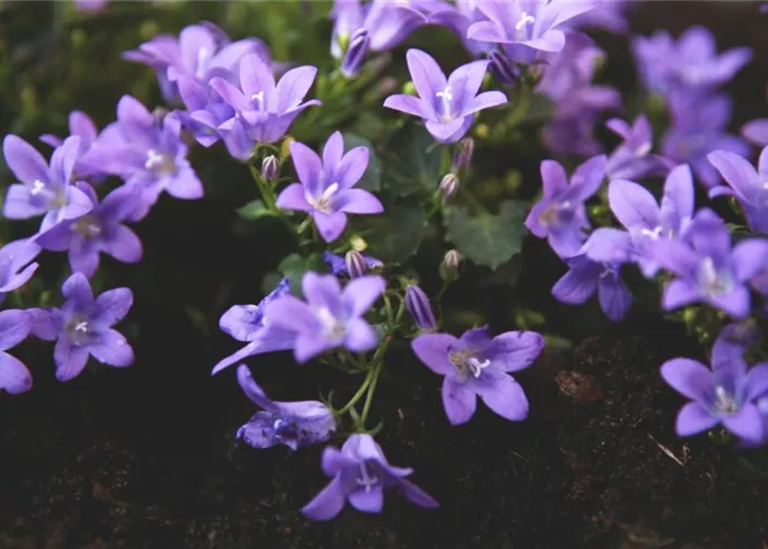 Dalmatian Cushion Bellflower - Planting in the Garden