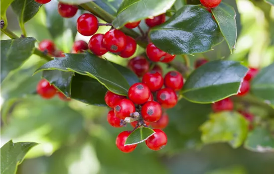 Ilex aquif. 'Alaska' Ilex aquif. 'Alaska'