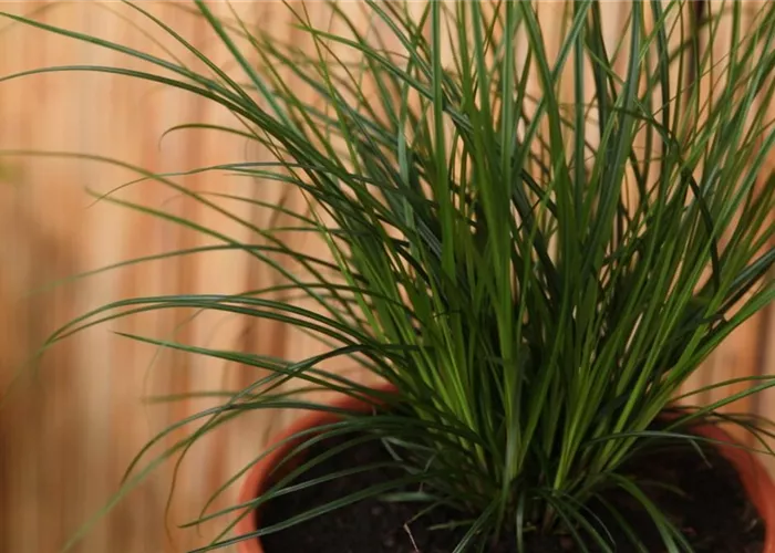 Garden sedge - planting in a container