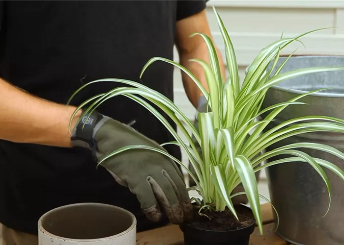 Green lily - Repotting