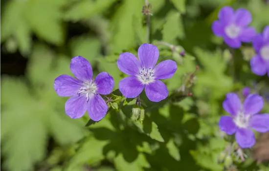 Geranium sylvaticum 'Mayflower'