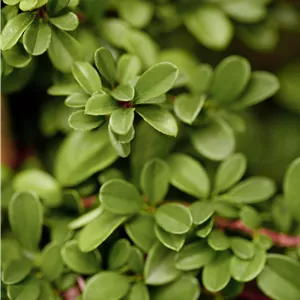 Cotoneaster radicans 'Eichholz'