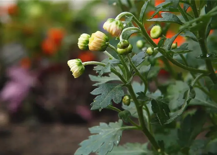 Chrysanthemums - planting in the garden