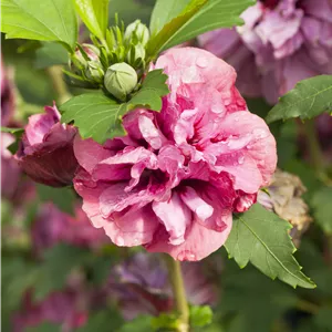 Hibiscus syriacus 'Duc de Brabant' Hibiscus syriacus 'Duc de Brabant'